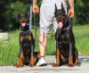 Photo №3. Workline Doberman puppies (socialized/pre-imprinted). Serbia