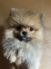 Photo №1. pomeranian - for sale in the city of Belgrade | negotiated | Announcement № 115526