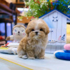 Photo №3. Maltipoo puppies looking for a new home Business WhatsApp 37256062792. Finland