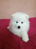 Photo №2 to announcement № 7542 for the sale of japanese spitz - buy in Belarus from nursery