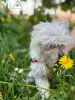 Photo №4. I will sell maltese dog in the city of Munich. breeder - price - 317$