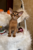 Photo №2 to announcement № 86091 for the sale of abyssinian cat - buy in Belarus private announcement, from nursery, breeder