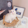 Photo №2 to announcement № 98349 for the sale of ragdoll - buy in Serbia 