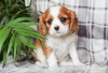 Photo №1. cavalier king charles spaniel - for sale in the city of Brno | Is free | Announcement № 124147