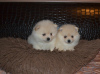 Photo №1. pomeranian - for sale in the city of Kolomna | negotiated | Announcement № 70172