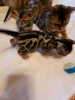 Photo №1. bengal cat - for sale in the city of Atlanta | 300$ | Announcement № 72052