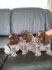 Photo №2 to announcement № 107987 for the sale of lagotto romagnolo - buy in Serbia 