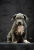 Photo №4. I will sell american bully in the city of Ниш.  - price - negotiated