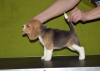Photo №1. beagle - for sale in the city of Krasnodar | 651$ | Announcement № 87489