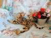 Photo №1. bengal cat - for sale in the city of Krasnodar | 758$ | Announcement № 8094