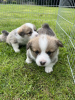 Photo №1. welsh corgi - for sale in the city of Франкфурт-на-Майне | 317$ | Announcement № 103539