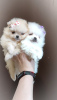 Photo №2 to announcement № 101967 for the sale of pomeranian - buy in Belarus breeder