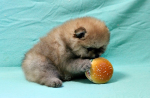 Photo №3. Orange boys. Russian Federation