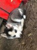 Photo №4. I will sell siberian husky in the city of Munich. breeder - price - 423$