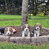 Additional photos: beagle puppies