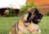 Additional photos: Leonberger puppies