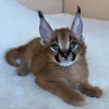Photo №3. Karacat kittens for adoption. Switzerland