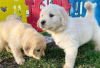 Photo №1. golden retriever - for sale in the city of Rome | 370$ | Announcement № 110950