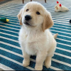 Photo №1. golden retriever - for sale in the city of Никосия | negotiated | Announcement № 79587