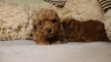 Photo №4. I will sell poodle (toy) in the city of Zrenjanin. breeder - price - negotiated