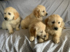 Photo №1. golden retriever - for sale in the city of Киль | negotiated | Announcement № 109160