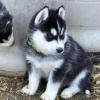 Photo №2 to announcement № 120635 for the sale of siberian husky - buy in Finland private announcement, breeder