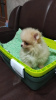 Photo №2 to announcement № 9510 for the sale of pomeranian - buy in Russian Federation private announcement