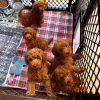 Photo №1. poodle (toy) - for sale in the city of London | 317$ | Announcement № 78366