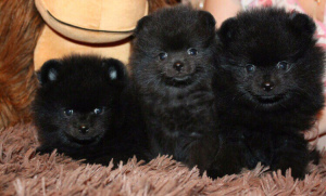 Photo №2 to announcement № 1641 for the sale of pomeranian - buy in Russian Federation private announcement