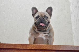 Photo №2. Mating service french bulldog. Price - 300$