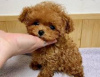 Photo №2 to announcement № 21344 about purchase of poodle (toy) - buy in Czech Republic private announcement, breeder