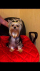 Photo №2 to announcement № 9033 for the sale of yorkshire terrier - buy in Russian Federation private announcement