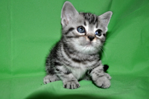 Photo №4. I will sell american shorthair in the city of Moscow. from nursery - price - 722$