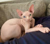 Photo №1. sphynx-katze - for sale in the city of Warsaw | 1268$ | Announcement № 112243