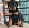 Photo №2 to announcement № 123560 for the sale of dobermann - buy in Finland private announcement