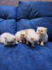 Photo №2 to announcement № 11804 for the sale of persian cat - buy in Ukraine private announcement