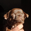 Photo №2 to announcement № 9282 for the sale of chihuahua - buy in Belarus from nursery