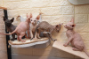 Photo №1. sphynx-katze - for sale in the city of Нешер | negotiated | Announcement № 20357