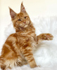 Photo №4. I will sell maine coon in the city of Berlin. breeder - price - 317$