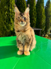 Photo №3. Healthy cute adorable and socialized Maine coon kitten available. United Kingdom