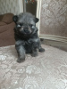 Photo №4. I will sell non-pedigree dogs in the city of Москва. breeder - price - 911$