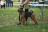 Additional photos: Airedale Terrier ZkwP/FCI puppy - female and male