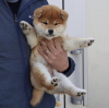 Photo №1. shiba inu - for sale in the city of Riga | negotiated | Announcement № 112263