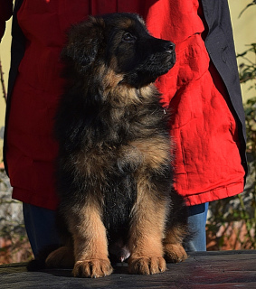 Photo №4. I will sell german shepherd in the city of Odessa. from nursery - price - Negotiated