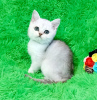 Photo №1. british shorthair - for sale in the city of Pavlograd | 257$ | Announcement № 18222