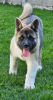 Photo №2 to announcement № 96225 for the sale of american akita - buy in Serbia 