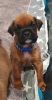 Additional photos: Boxer puppies for sale