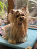 Additional photos: Yorkshire terrier. Boy's and girl's.