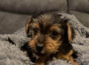 Photo №2 to announcement № 85224 for the sale of yorkshire terrier - buy in Kuwait private announcement