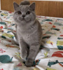 Photo №1. british shorthair - for sale in the city of Пршибрам | 6500$ | Announcement № 75034